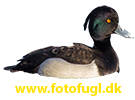 Fotofugl.dk