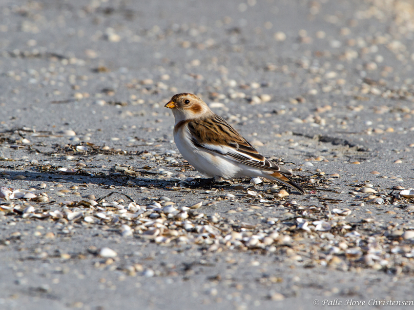 Snespurv, Jerup Strand, Oktober 2012