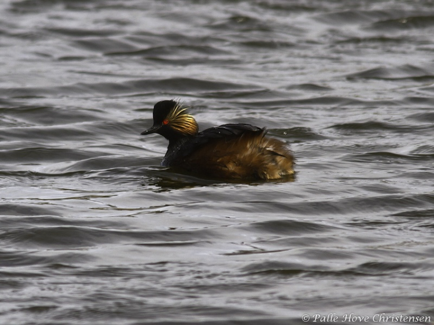 Sorthalset Lappedykker, Østerådalen, Aalborg, April 2012