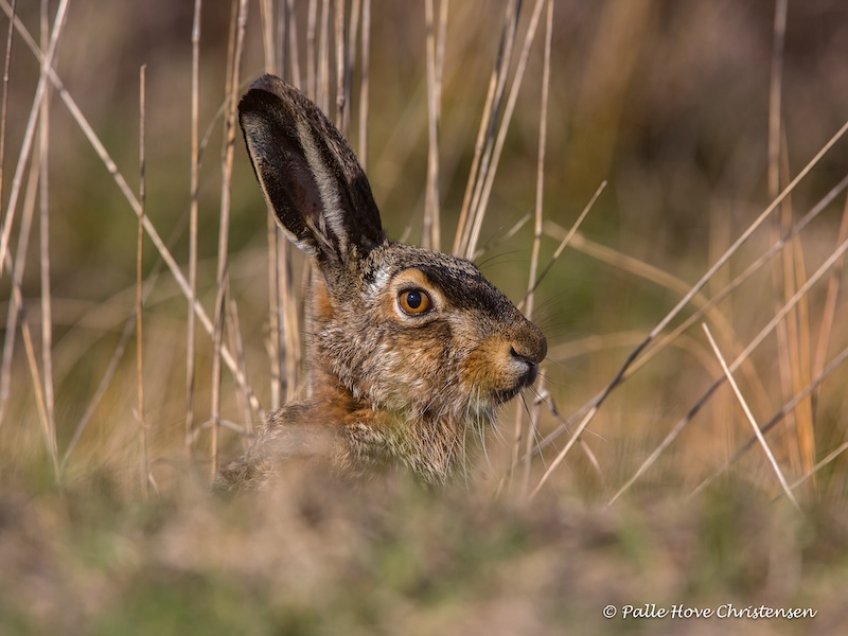 Hare, Hegnsvej, Lille Vildmose, April 2015
