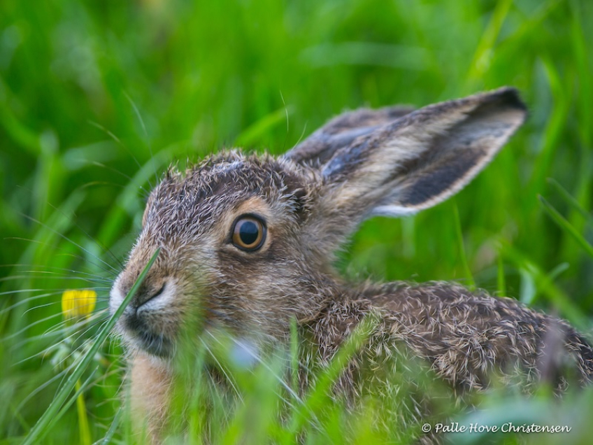 Hare, Grønvej, Lille Vildmose, Maj 2015