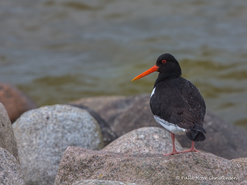Strandskade, Ulvedybet, Maj 2015