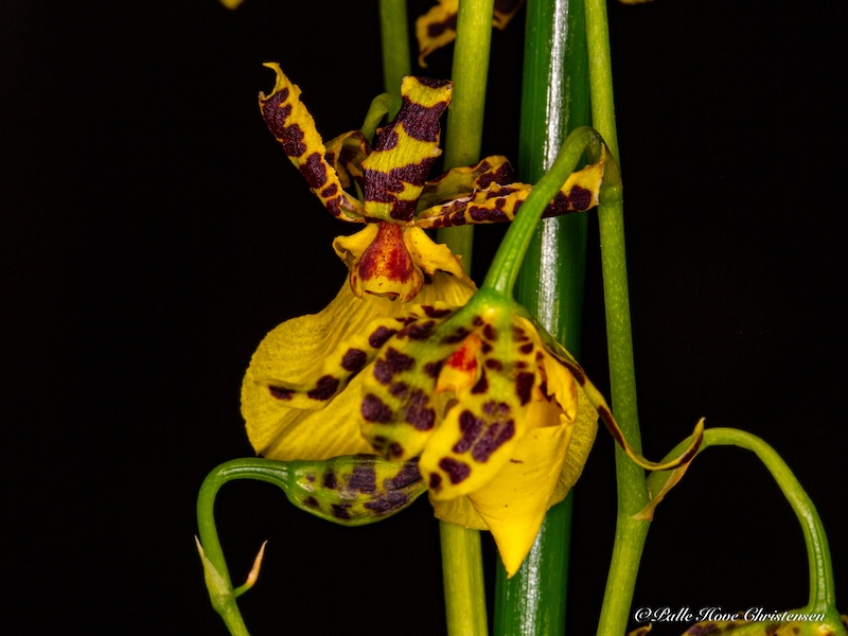 Oncidium, September 2022