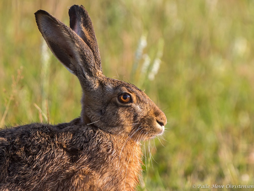 Hare, Grønvej, Lille Vildmose, Juli 2014