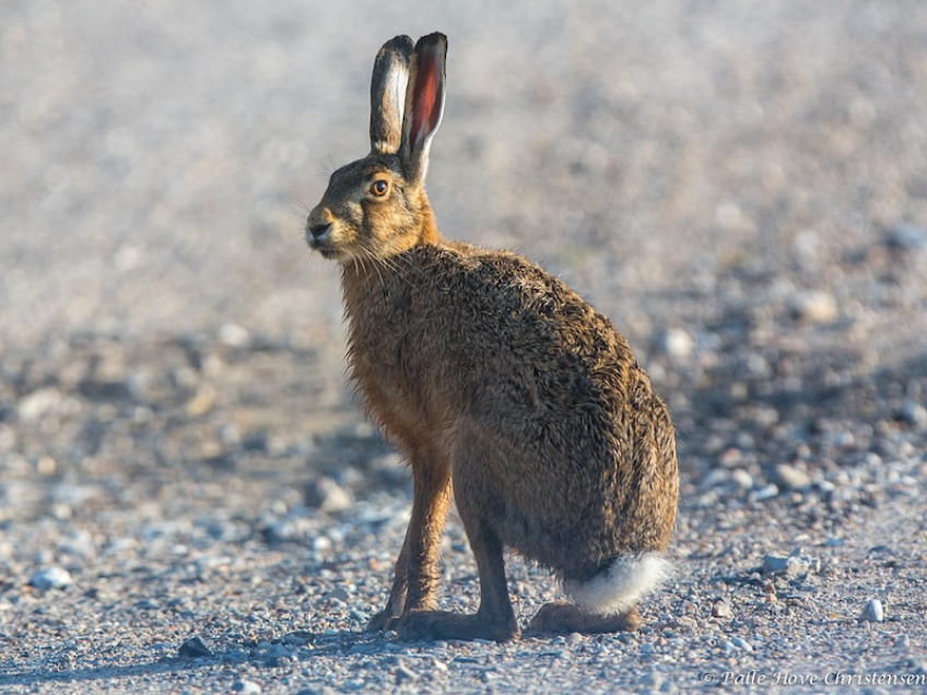Hare, Grønvej, Lille Vildmose, Juli 2014