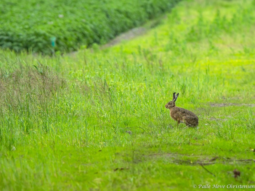 Hare, Vårst, Juli 2013