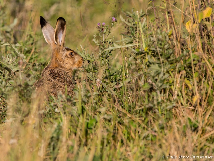 Hare, Grønvej, Lille Vildmose, Juli 2013