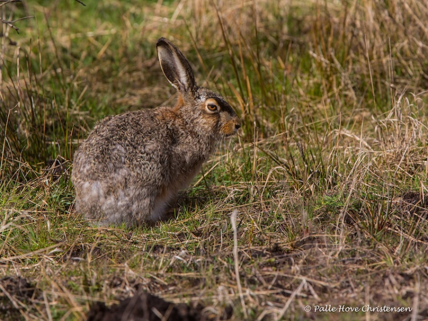 Hare, Hegnsvej, Lille Vildmose, April 2015