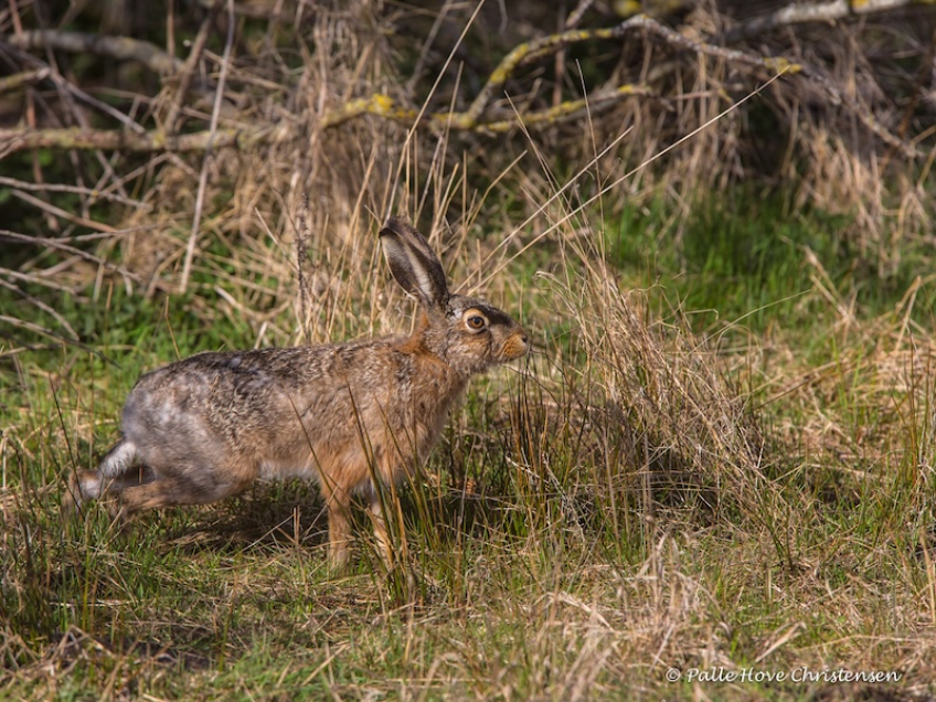 Hare, Hegnsvej, Lille Vildmose, April 2015