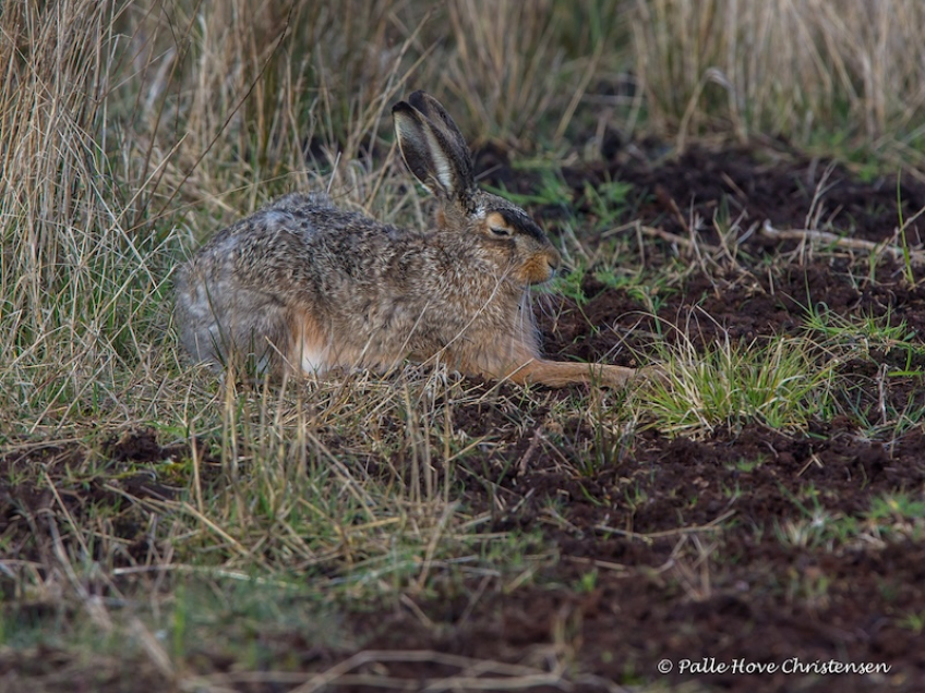 Hare, Hegnsvej, Lille Vildmose, April 2015