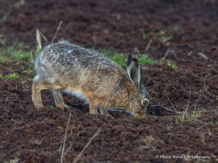 Hare, Hegnsvej, Lille Vildmose, April 2015