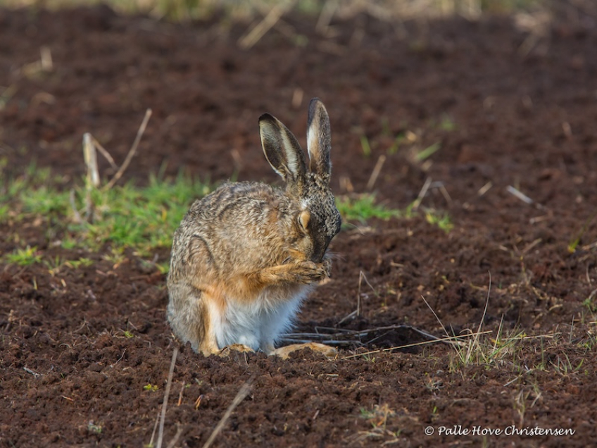 Hare, Hegnsvej, Lille Vildmose, April 2015