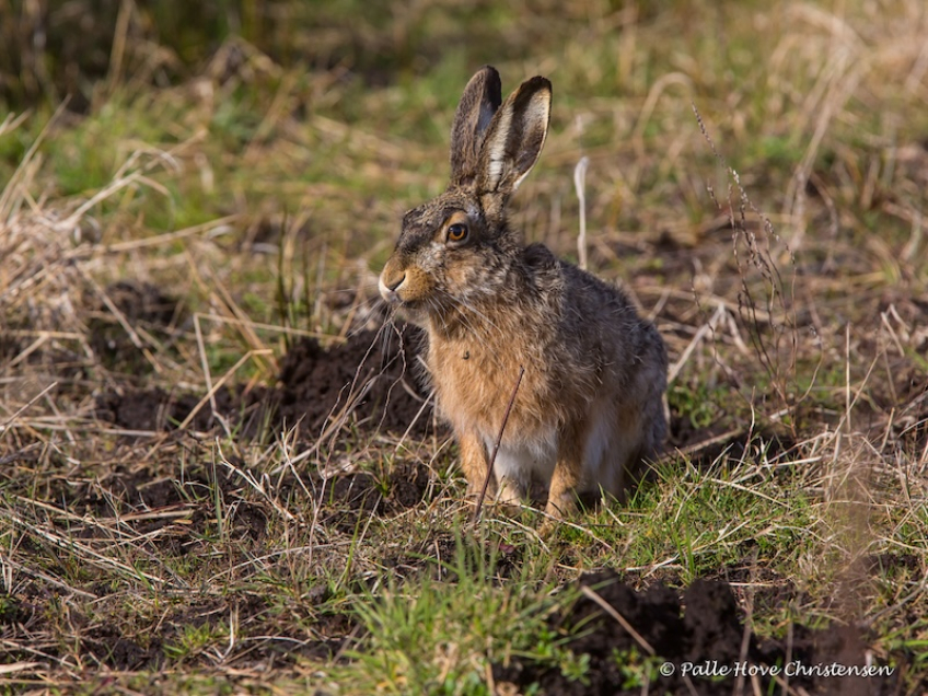 Hare, Hegnsvej, Lille Vildmose, April 2015