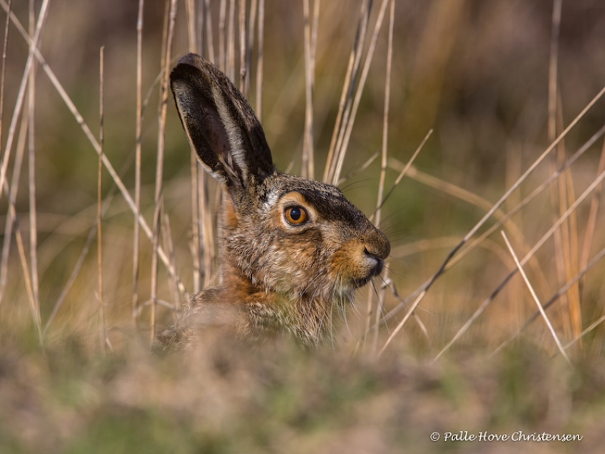 Hare, Hegnsvej, Lille Vildmose, April 2015