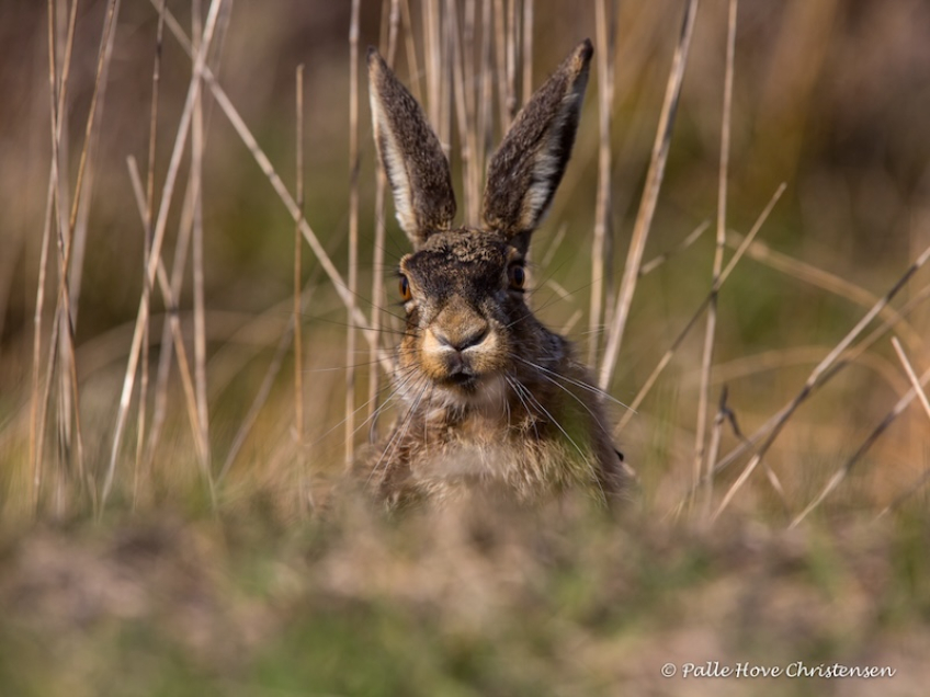 Hare, Hegnsvej, Lille Vildmose, April 2015