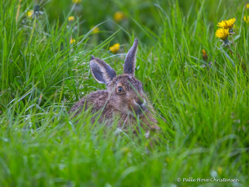 Hare, Grønvej, Lille Vildmose, Maj 2015