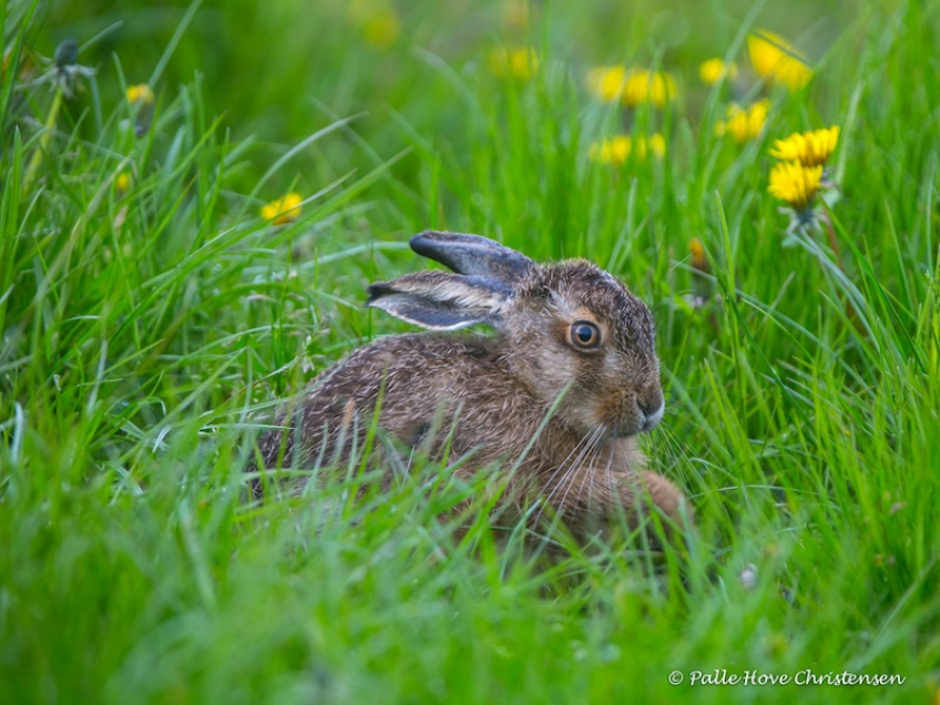 Hare, Grønvej, Lille Vildmose, Maj 2015