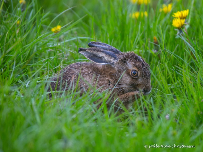 Hare, Grønvej, Lille Vildmose, Maj 2015