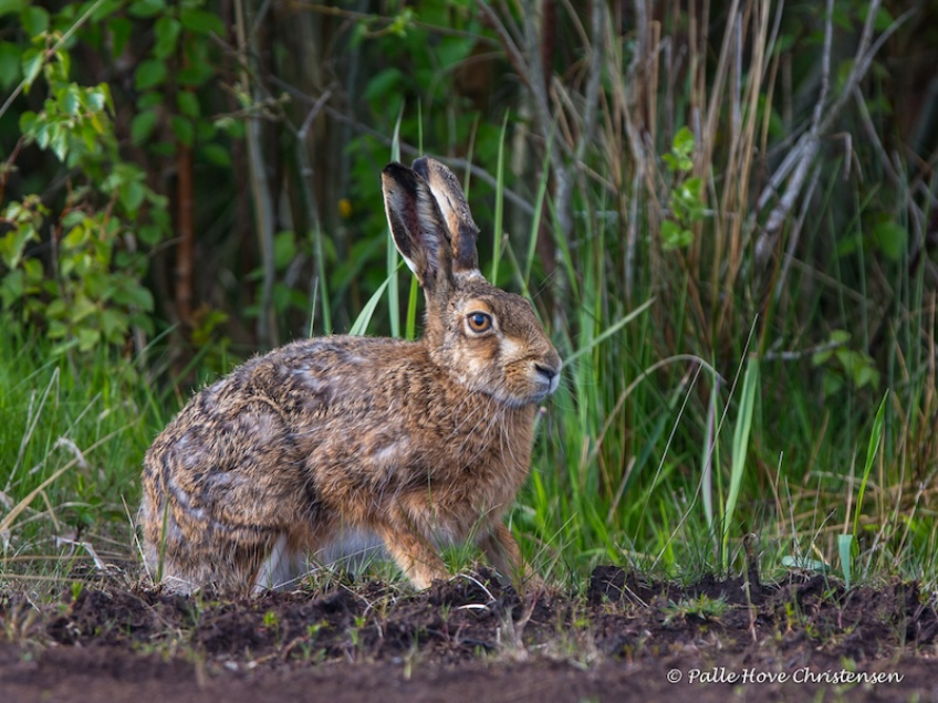 Hare, Hegnsvej, Lille VIldmose, Maj 2015