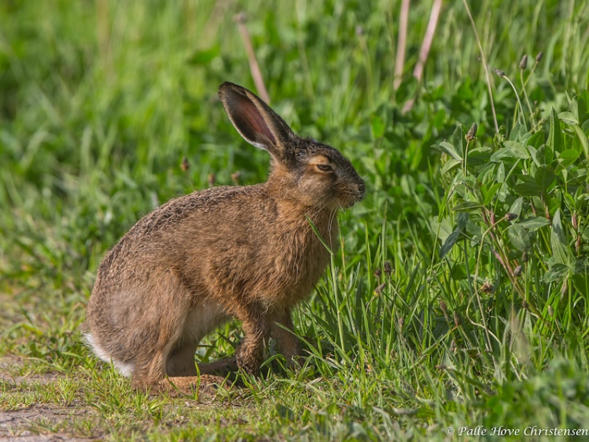 Hare, Grønvej, Lille Vildmose, Maj 2014