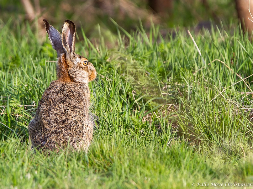 Hare, Birkesøvej, Lille Vildmose, Maj 2013