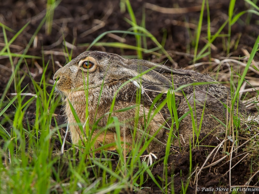 Hare, Hegnsvej, Lille Vildmose, Maj 2013