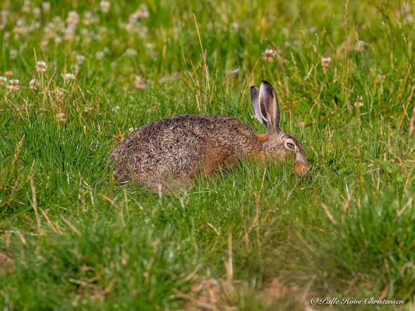 Hare, Grønvej, Lille Vildmose, Juli 2018