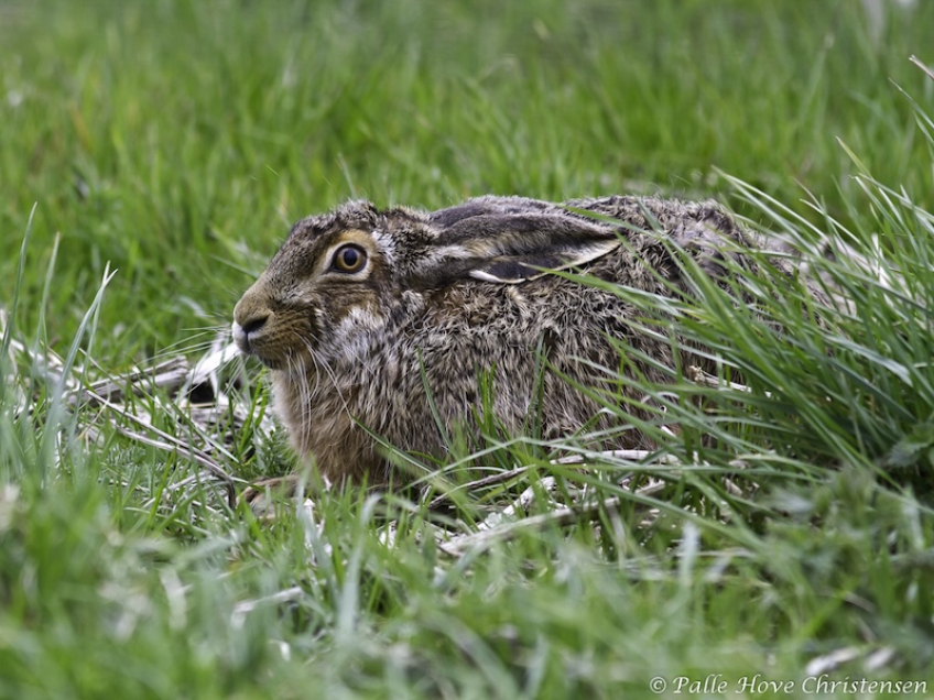 Hare, Grønvej, Lille Vildmose, April 2012