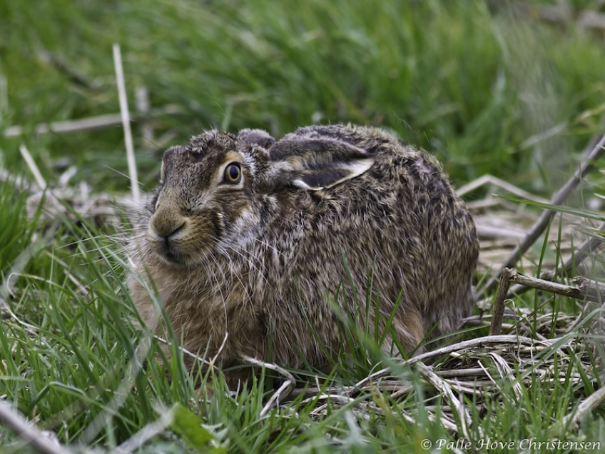 Hare, Grønvej, Lille Vildmose, April 2012