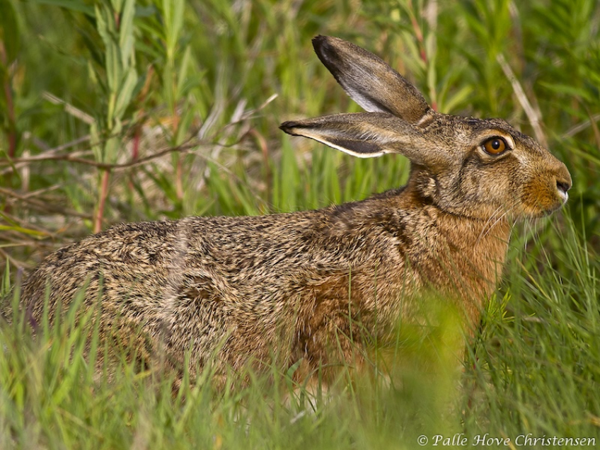 Hare, Grønvej, Lille Vildmose, Maj 2011