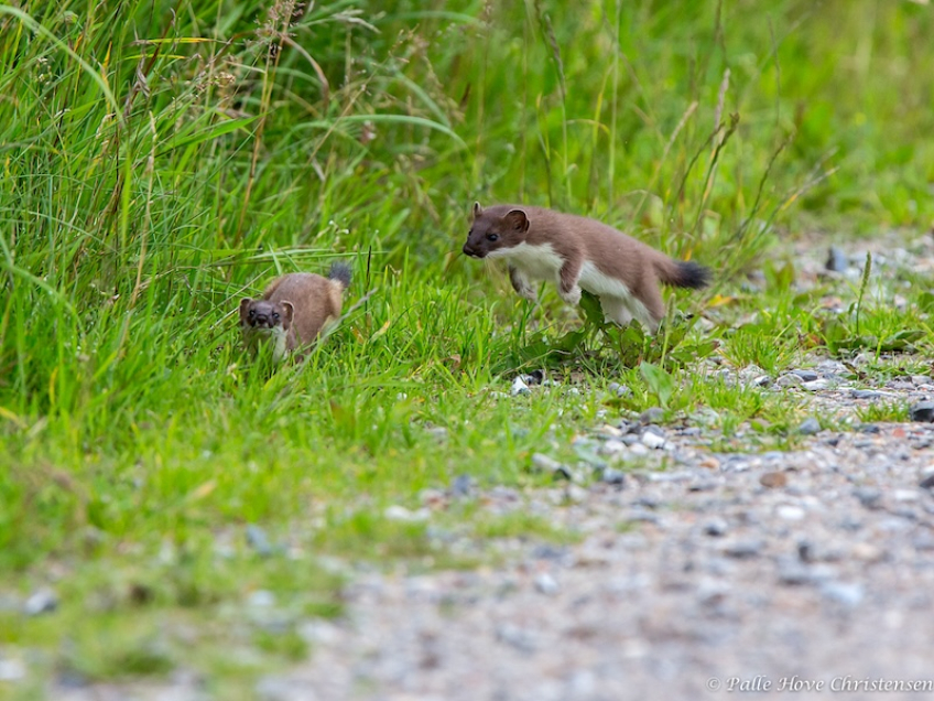 Lækat, Grønvej, Lille Vildmose, Juni 2013
