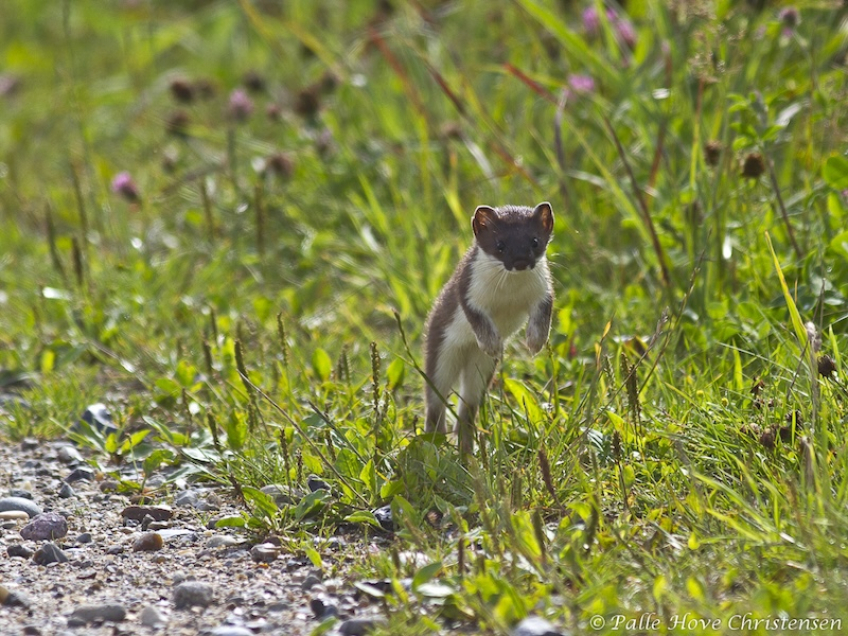 Lækat, Hegnsvej, Lille Vildmose, Juli 2011