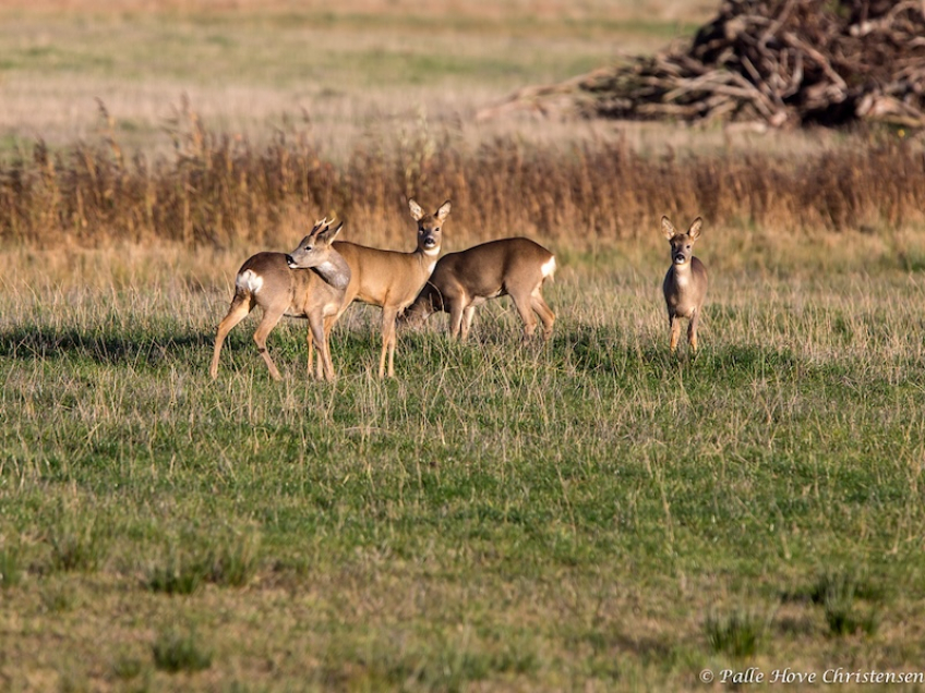 Rådyr, Grønvej, Lille Vildmose, November 2013