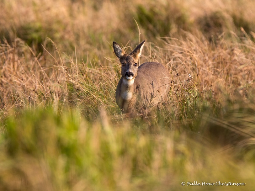 Rådyr, Grønvej, Lille Vildmose, Oktober 2014