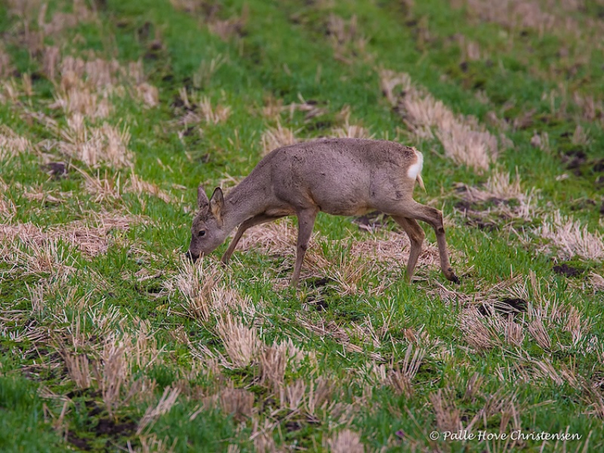 Rådyr, Grønvej, Lille Vildmose, April 2017