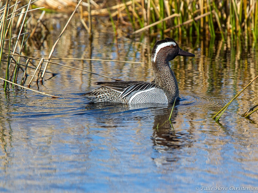 Atlingand, Hegnsvej, Lille Vildmose, Maj 2013