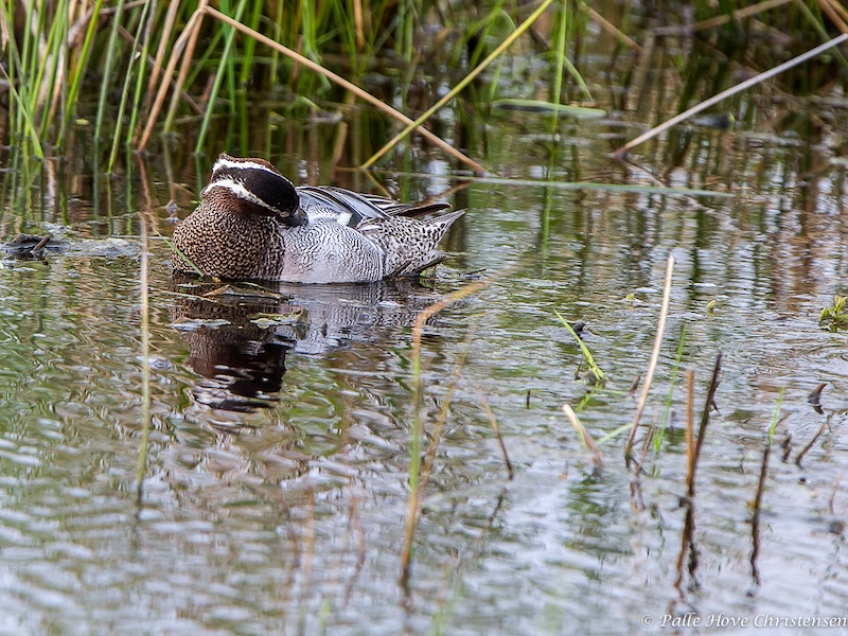 Atlingand, Hegnsvej, Lille Vildmose, Maj 2013