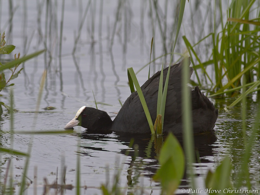 Blishøne, Hegnsvej, Lille Vildmose, Maj 2011