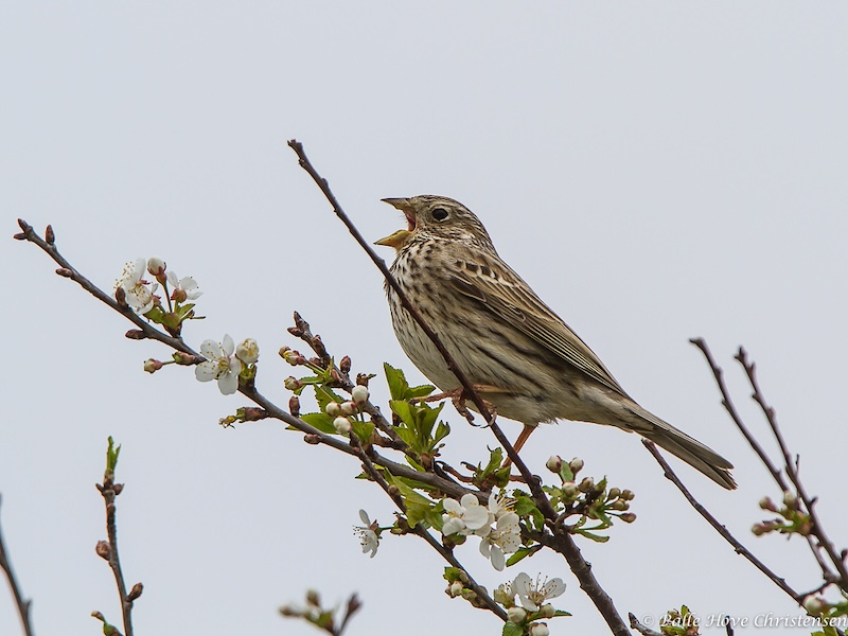 Kornværling, Vaarst Engvej, Maj 2013