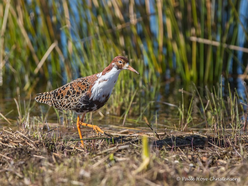 Brushane, Hegnsvej, Lille VIldmose, April 2017