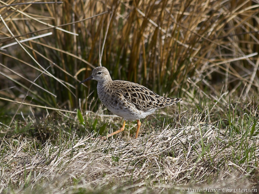 Brushane, Hegnsvej, Lille Vildmose, April 2011