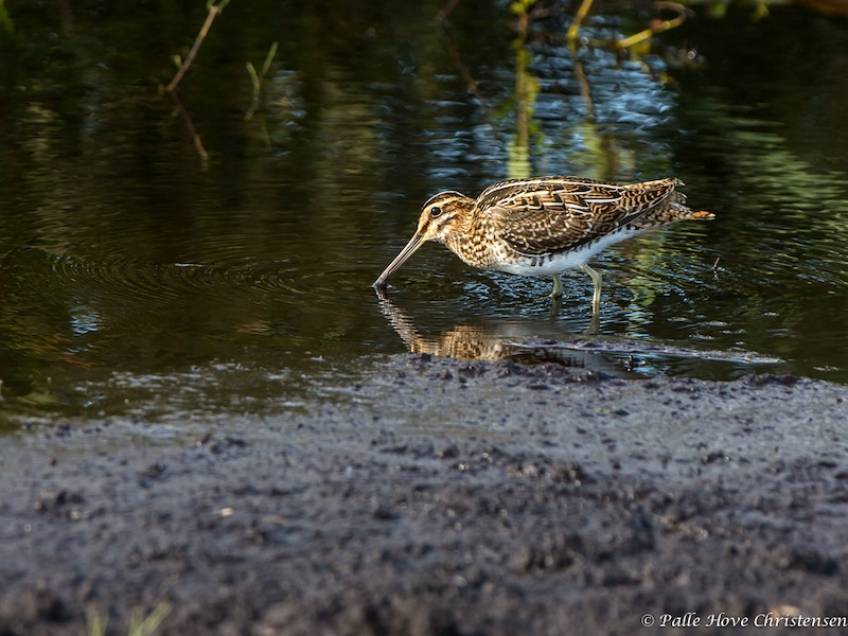 Dobbeltbekassin, Hegnsvej, Lille Vildmose, August 2013