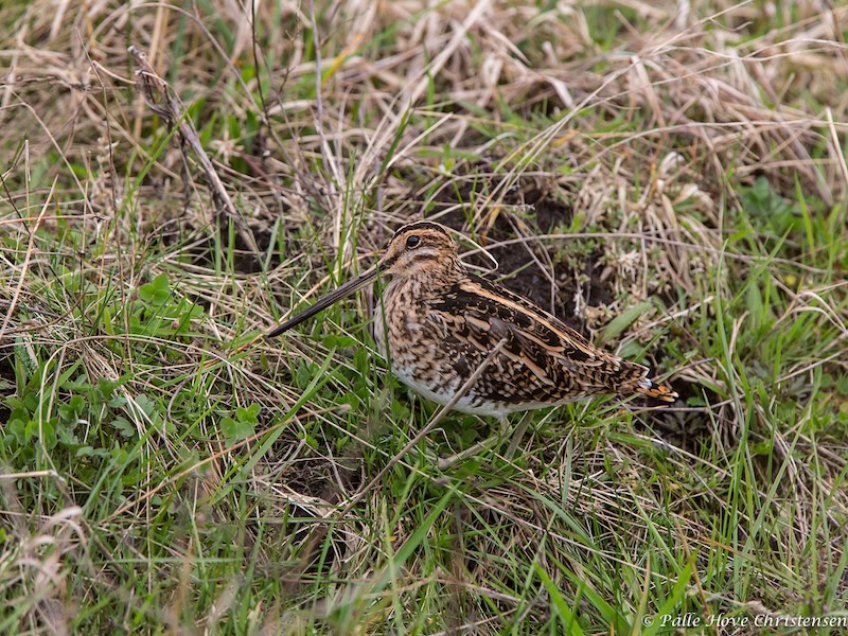 Dobbeltbekkasin, Hegnsvej, Lille Vildmose, April 2014