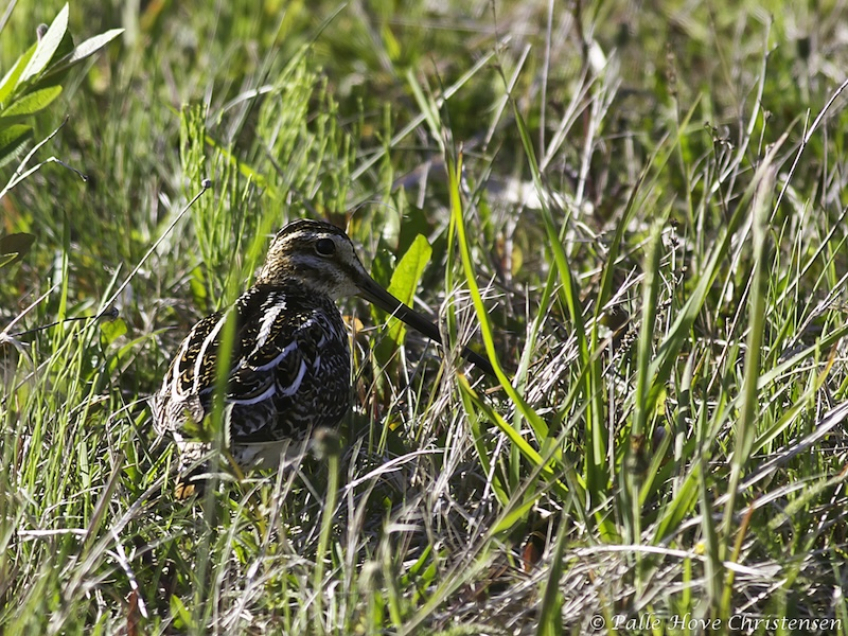 Dobbeltbekassin, Hegnsvej, Lille Vildmose, Juni 2011