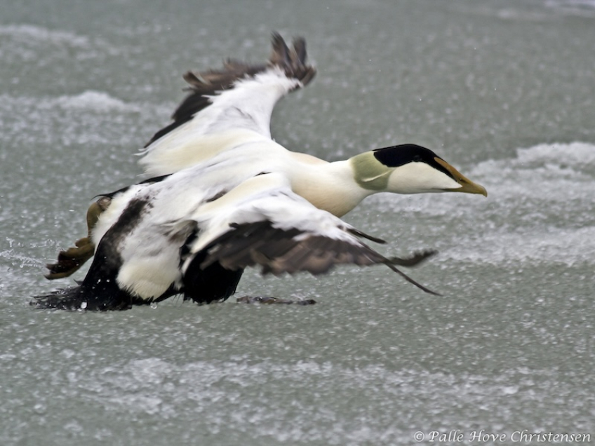 Ederfugl, Egense Færgeleje, Februar 2011