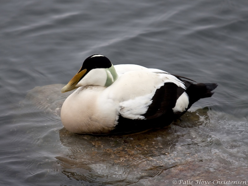 Ederfugl, Egense Færgeleje, Februar 2011