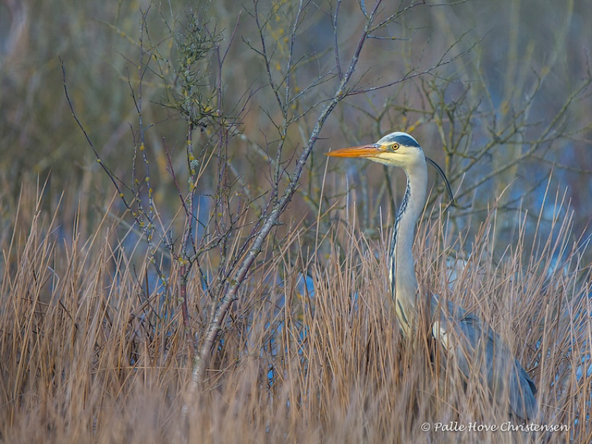 Fiskehejre, Hegnsvej, Lille Vildmose, Februar 2016