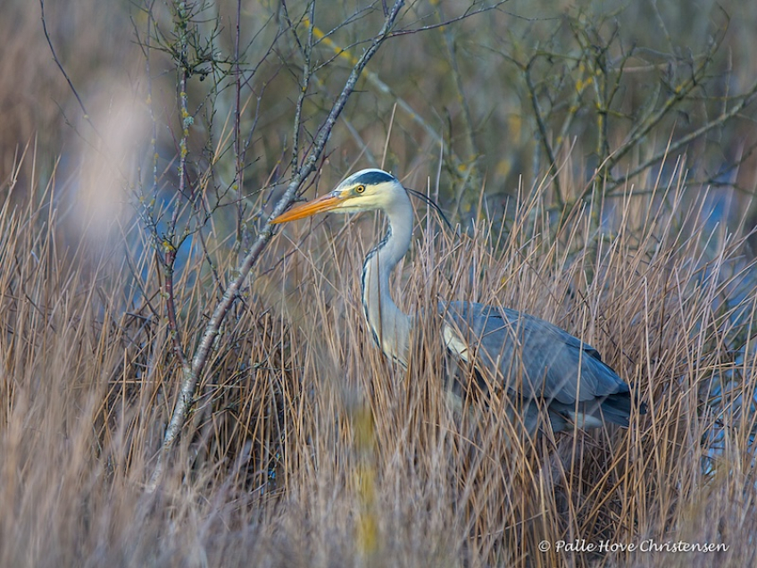 Fiskehejre, Hegnsvej, Lille Vildmose, Februar 2016