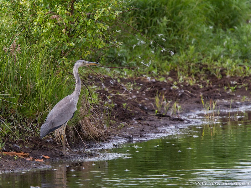 Fiskehejre, Hegnsvej, Lille Vildmose, Juni 2013