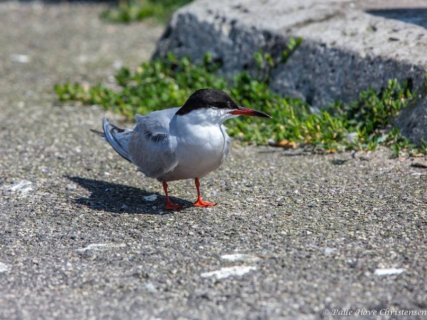 Fjordterne, Hirtshals, Juli 2013